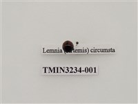 藏品(紅紋瓢蟲)的圖片